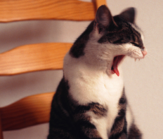 为什么我的猫不让摸？